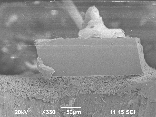 SEM cross section